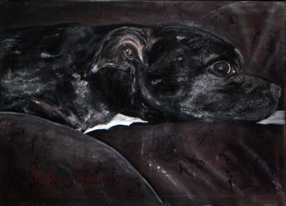 Sally - Staffordshire Bullterrier - der Kuschelhund schlechthin